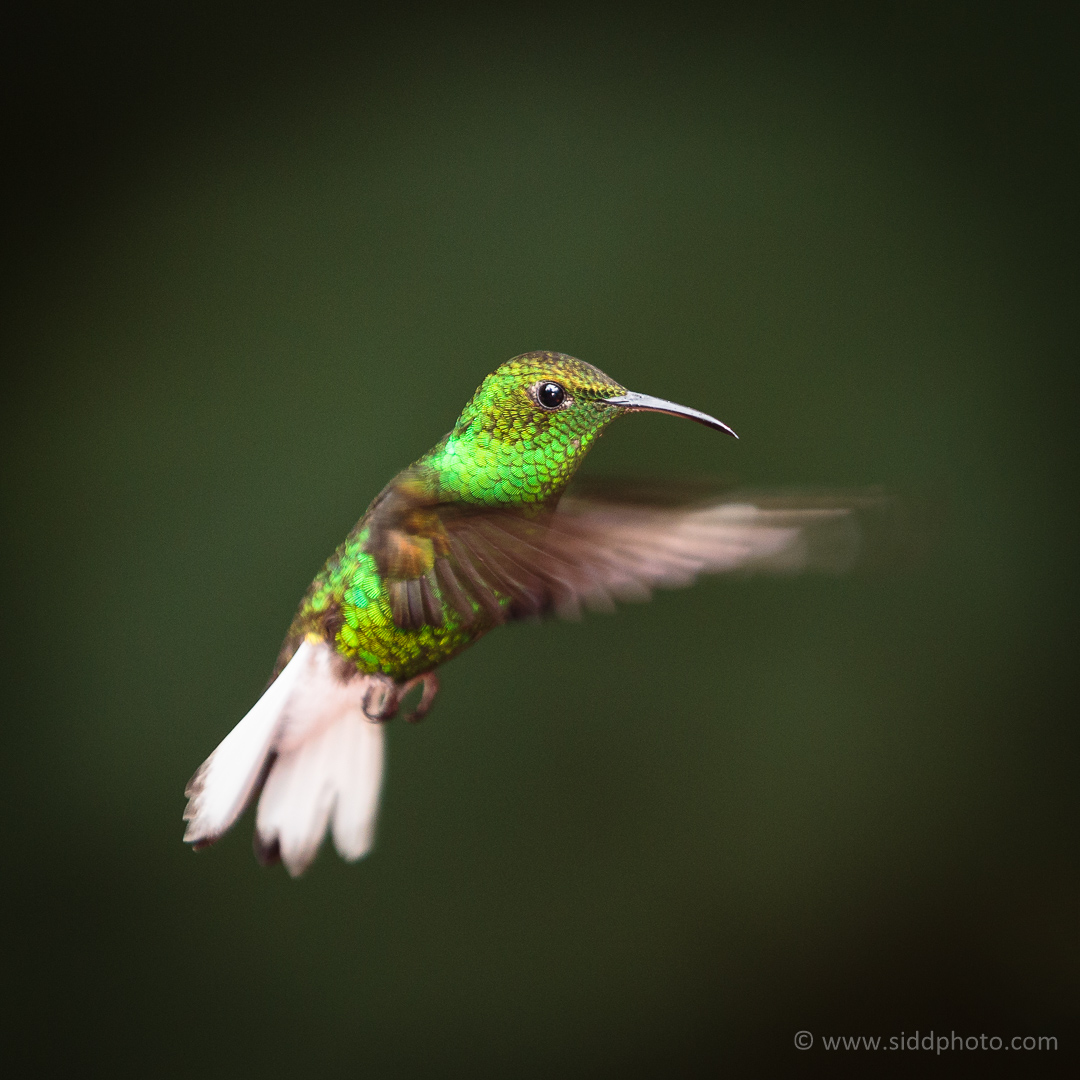 2013-07-06 - Monteverde and Manuel Antonio - _O5C0372-01