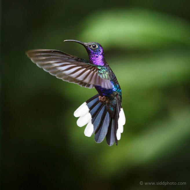 Hummingbirds of Monte Verde