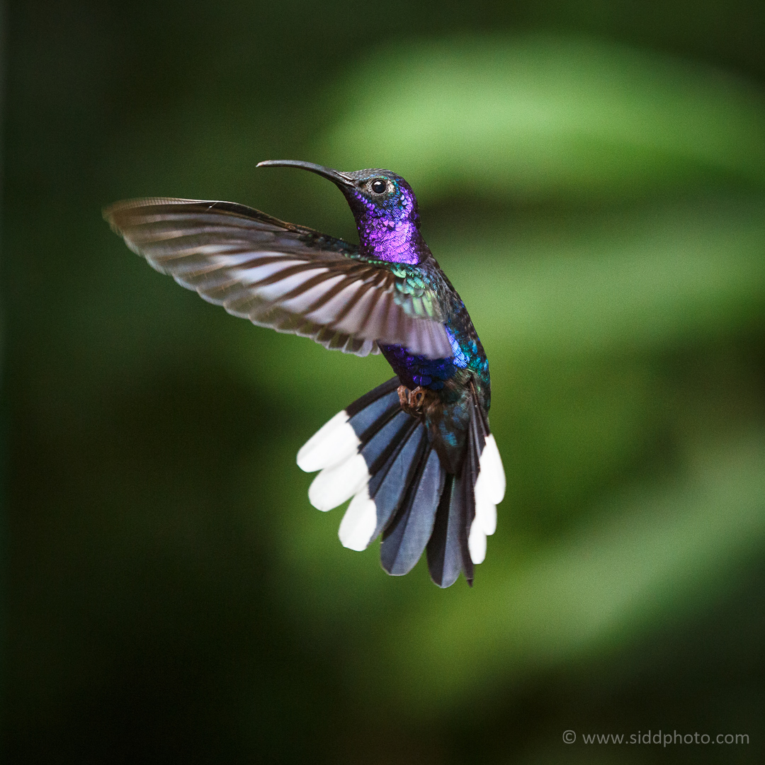 2013-07-06 - Monteverde and Manuel Antonio - _O5C0848-01